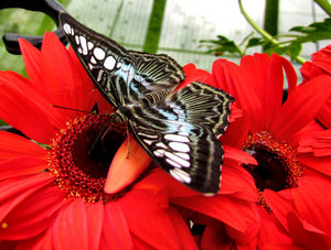butterfly beauty1