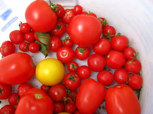 tomato bucket (4)