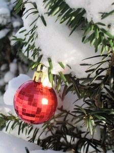 A Touch of Christmas: Single red Christmas decoration in an evergreen