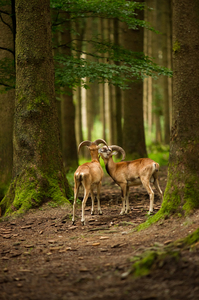 mouflon rams in forest