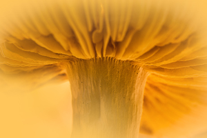 Yellow Mushrooms: Yellow Mushrooms, Close Up from low Position