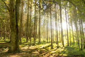 Morning Sun in Forest: Morning Sunlight shines into Forest, slightly misty Atmosphere 