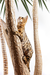 Bengal Cat climbing on Tree