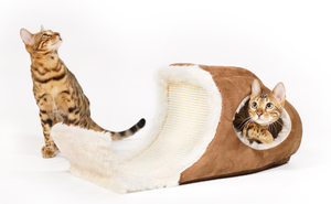 Bengal Cat playing in Playcave: Bengal Cat playing in a Cat Toy, on white Background