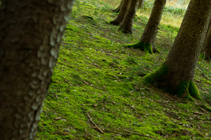 Vivid green Moss between old T: Old Trunks of Spruce Trees with fresh green Moss on the Ground