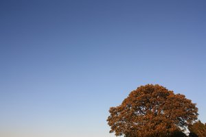 Tree against sky background