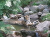 Tiger Relaxing in the Stream
