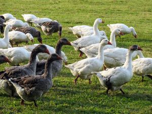 flock of geese 3: flock of geese 3