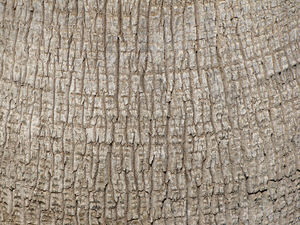 palm trunk texture2
