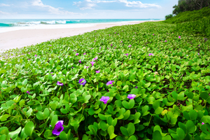 Plants on tropical Beach