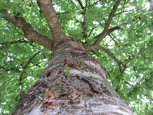 Tree seen from below