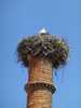 stork on nest