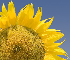 Sunflower 2: Some sunflowers closeups