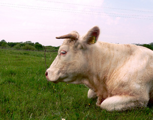 cow: I`m glad to see you cow