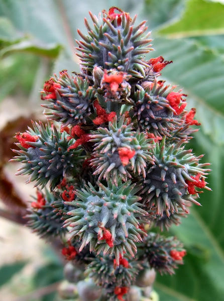 castor seed pods & flowers3