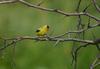 American Goldfinch