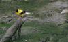 American Goldfinch