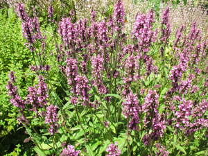 hedgenettle: hedgenettle - Stachys officinalis is commonly known as betony, a herbal plant.
http://en.wikipedia.org/wiki/Stachys_officinalis