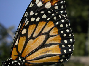 Monarch wing detail