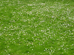 Lawn with folwers