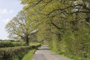 Rural road in spring