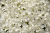 White hortensia 1