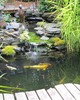Fish in Japanese garden