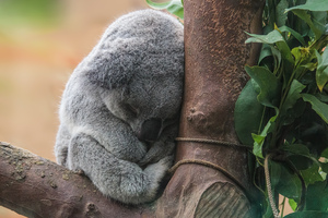 Koala bear sleeping