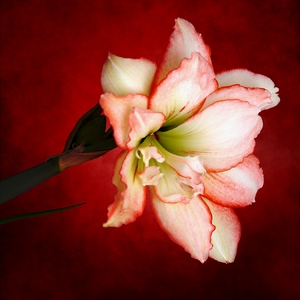 Passion Flower (Amaryllis #2)