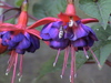 Fuchsia Bee