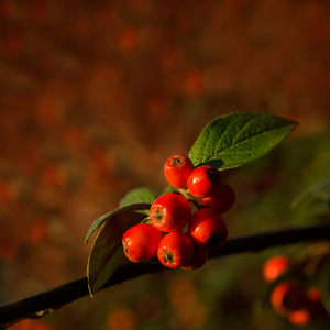 Christmas in red: Winter berries on a red background