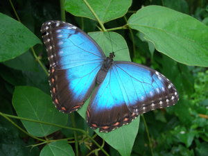 Butterfly: Butterfly farm