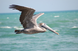 pelican series 4: A pelican taking a ride near South Beach in Miami.