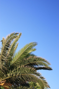 Palm leaves 1