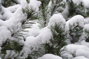 Pine with snow