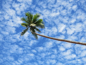 palm tree: no description