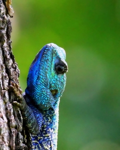 blue-head lizard 4