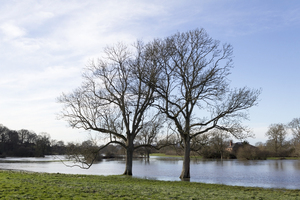 Winter flood meadows: Flood meadows in West Sussex, England, in December.