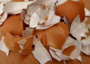 broken egg shells12