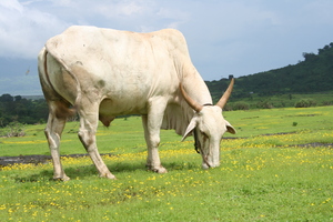 The Grazing Cow