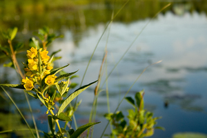 Yellow flower: Wild yellow water flower