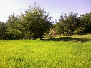 parayan (rice field)