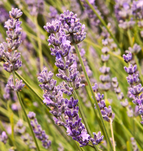 English Lavender: English lavender close-up.