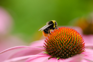 Bee: Closeup of bumble bee on echinacea blossom