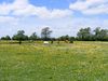 Meadow with Horses, Northampto