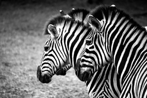 Zebra 2: Common Zebra in South Africa