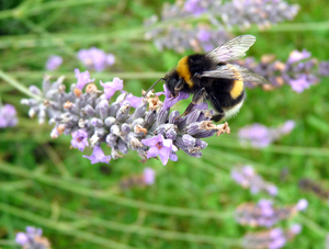 the bee and the lavender: Got the bee while it was looking if there was still some pollen left in my garden