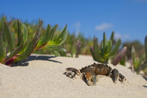 crab on the beach: no description