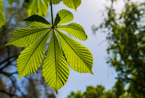 green chestnut leaf