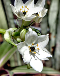 white flowers1